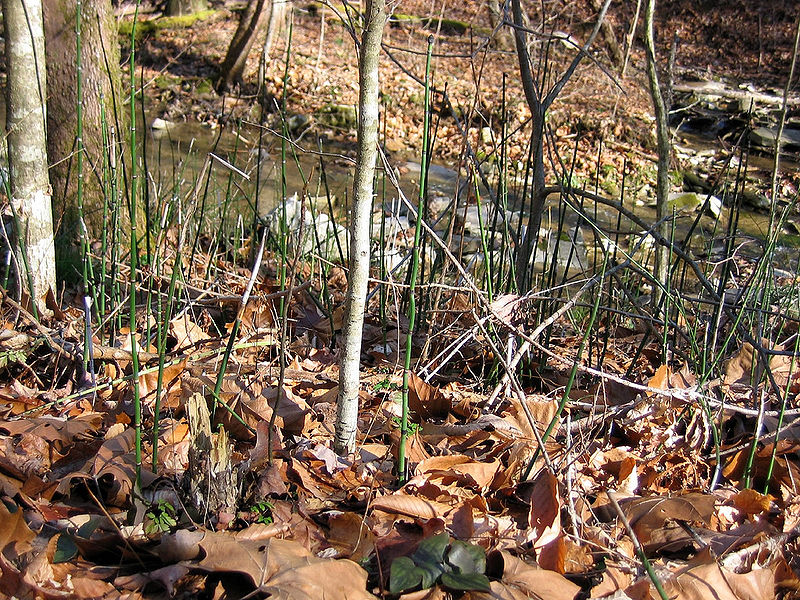 File:338054238 6561826a6c b.jpg