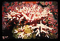 Lace Coral (A. california) Genus: Allopora