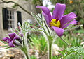 Thumbnail for version as of 08:46, 19 May 2010
