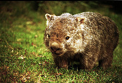 Enigmatic Wombat.jpg
