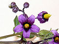 Thumbnail for version as of 20:49, 14 April 2009