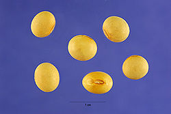 Glycine max (L.) Merr..jpg