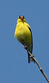 American Goldfinch (C. tristis)