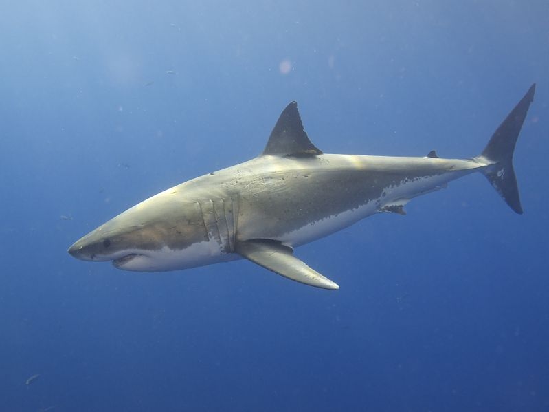 File:Great white shark.jpg