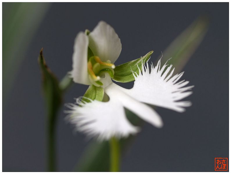 File:Habenaria radiata 2.jpg