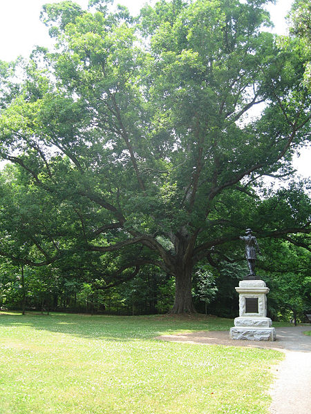 File:Oak tree 3.jpg