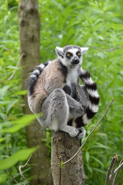 File:Ring-Tailed Lemur.jpg