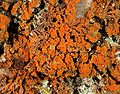 Red Moss (Trentepholia aurea) Class:Ulvophyceae