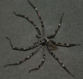 Wolf Spider Genus: Hogna