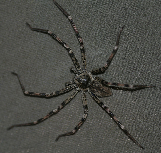 File:Wolf Spider Hogna.jpg