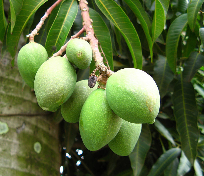 File:2951727869 ed475f0ccb b.jpg