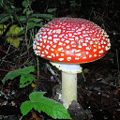 Agaric Mushroom (Amanita muscaria) Phylum: Basidiomycota