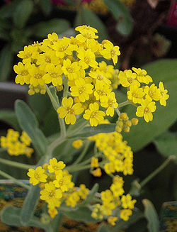 Aurinia saxatilis 2.jpg