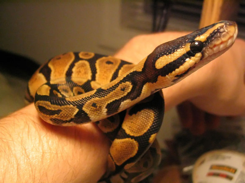 File:Ball python.jpg