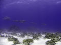 Bottlenose dolphins. Shaab El Erg, Egypt.