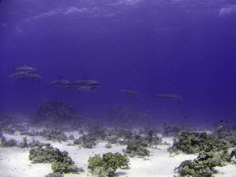 File:Bottlenose.jpg