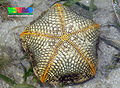 Pillow Cushion star (Culcita novaeguineae)