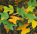 Chinese Tuliptree (Liriodendron Chinense (Hemsl.) Sarg )