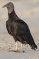 American Black Vulture (C. atratus) Genus: Coragyps