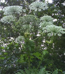 Giant hogweed (2).JPG