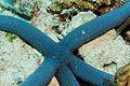 Blue starfish (Linckia laevigata)
