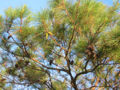 Thumbnail for version as of 08:59, 8 May 2007