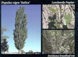 Lombardy Poplar.JPG