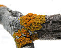 Maritime Sunburst (Xanthoria parietina) Phylum: Mycophycophyta
