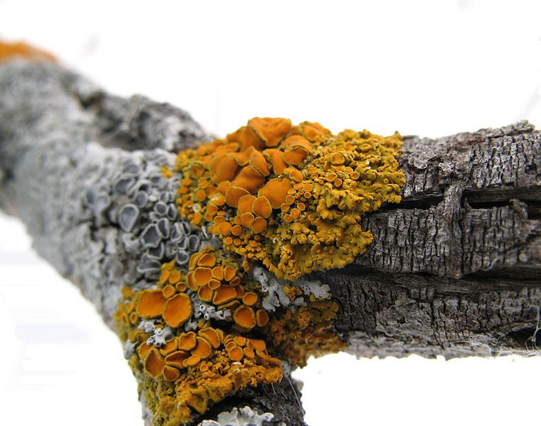 File:Orange Lichen.jpg
