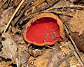 Scarlet Elf Cup (Sarcoscypha coccinea) Phylum: Ascomycota