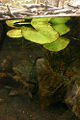 (Jungermanniopsida Jungermanniales)