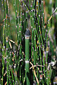 Thumbnail for version as of 01:53, 26 May 2009