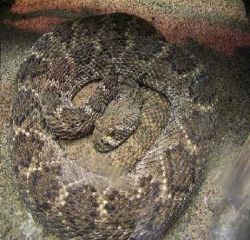 A Western Diamondback .jpg