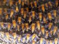 Giant honey bee (Apis dorsata)