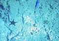 Thumbnail for version as of 02:22, 4 December 2009