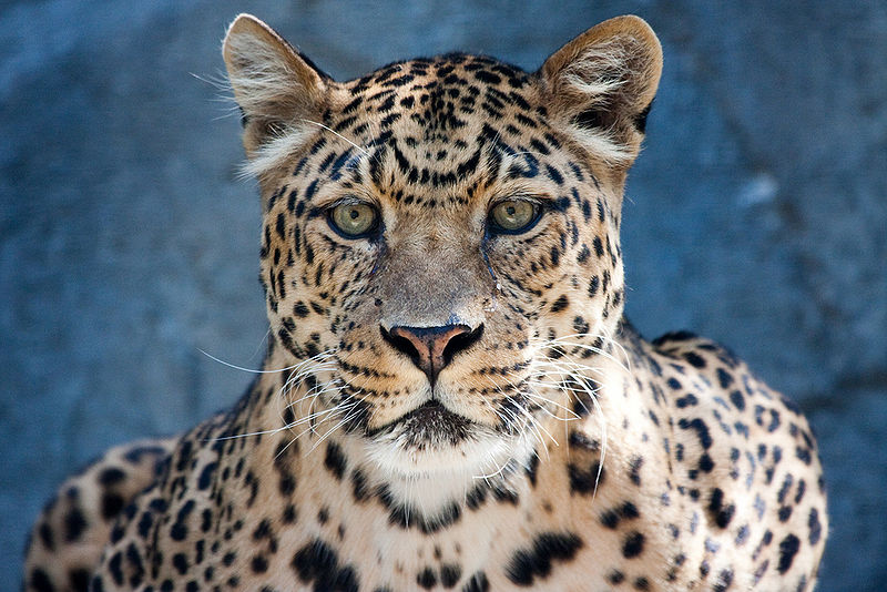 File:North Chinese leopard.jpg