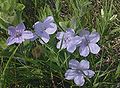 Carolina wild petunia (Ruellia caroliniensis ciliosa) Variety: cinerascens