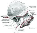 Left temporal bone - outer surface.