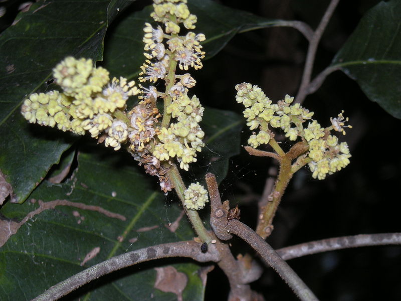 File:Elattostachys microcarpa flowers.jpg