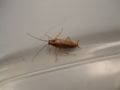 German Cockroach (Blattella germanica) Family:Blattellidae