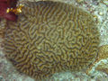 Maze Coral (meandrites) Meandrina