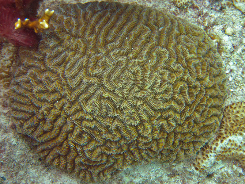 File:Maze Coral.jpg
