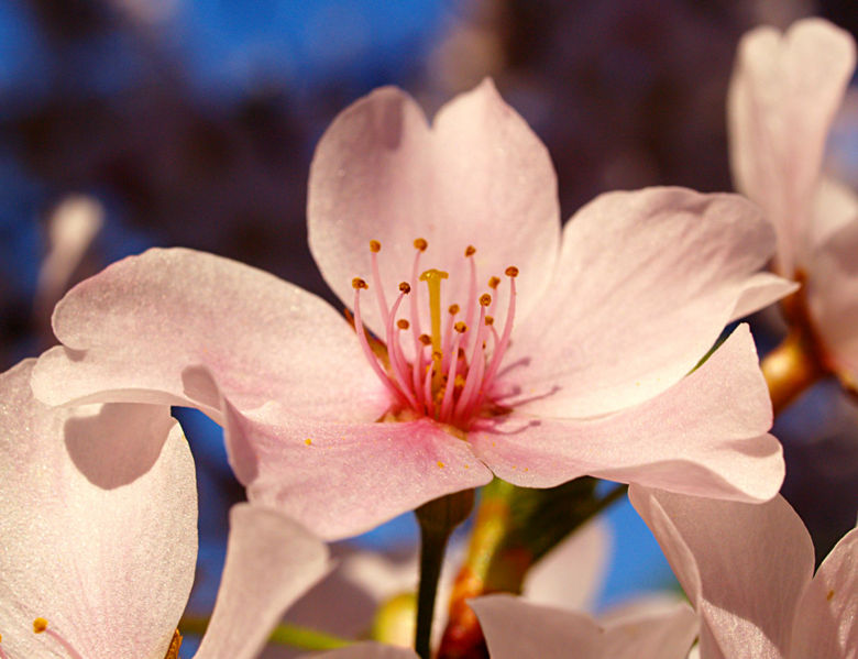 File:Prunus X Yedoensis Flowers.jpg