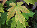 Silver Maple (Acer saccharinum)
