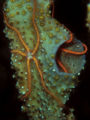 Sponge Brittle Star (Ophiothrix suensonii) Class: Asteroidea
