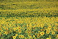 Thumbnail for version as of 04:53, 21 May 2009