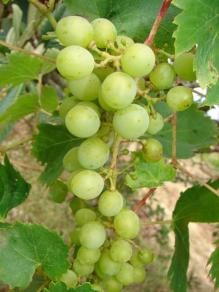 File:Vitis Grapes.jpg