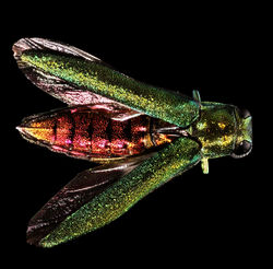 Agrilus planipennis - Emerald Ash Borer .jpg