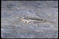 Silverfish (Lepisma saccharina)