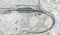Thumbnail for version as of 07:47, 12 February 2010